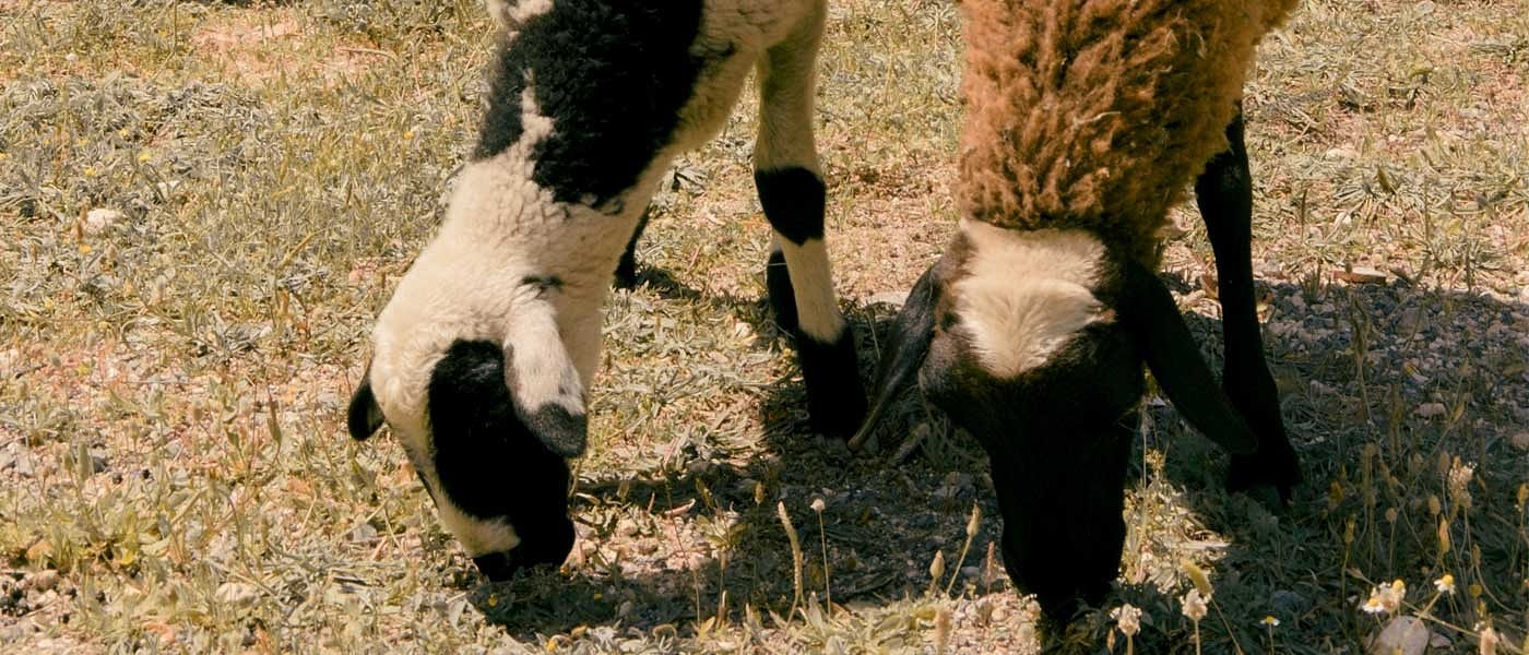 Χιλιάδες αιγοπροβατοτρόφοι δεν εισέπραξαν συνδεδεμένη, οργή και αγανάκτηση