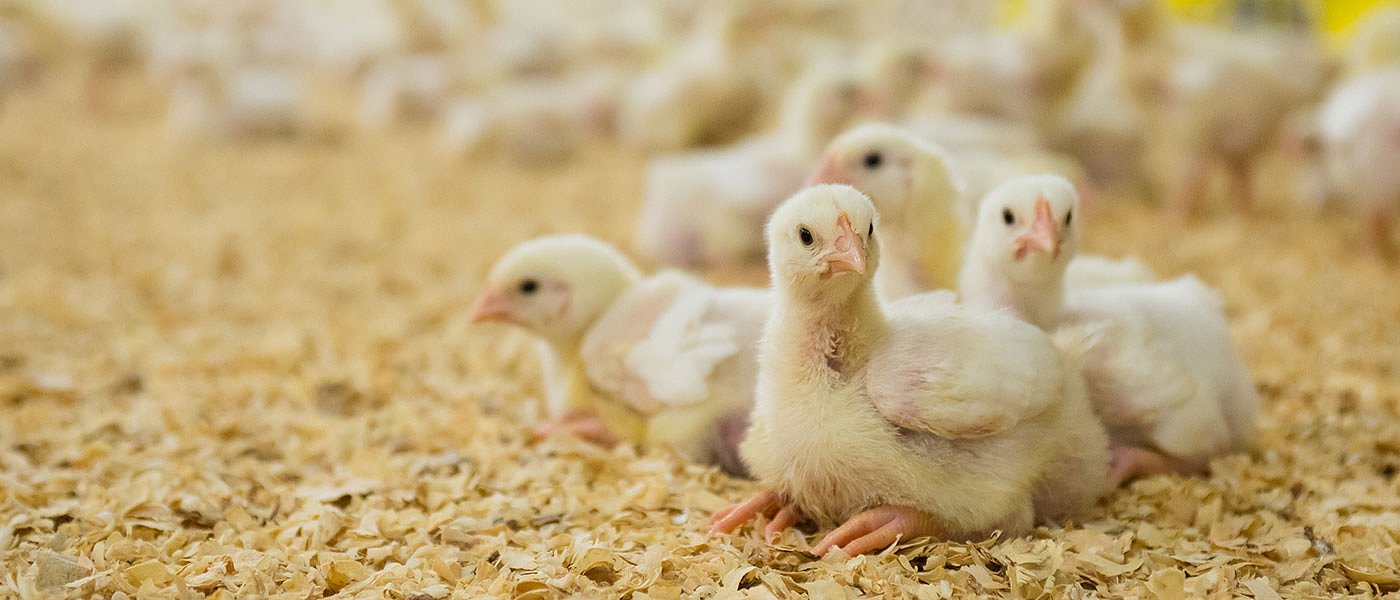 Καμιά επικοινωνία κυβέρνησης με πτηνοτρόφους για το πρόβλημα του ΦΠΑ