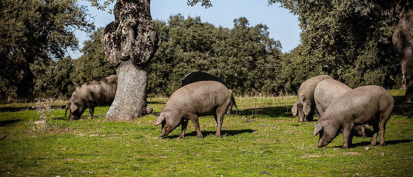 Ανοίγουν αιτήσεις κορονοενίσχυσης χοίρων, μελιού - πότε αναμένεται πληρωμή