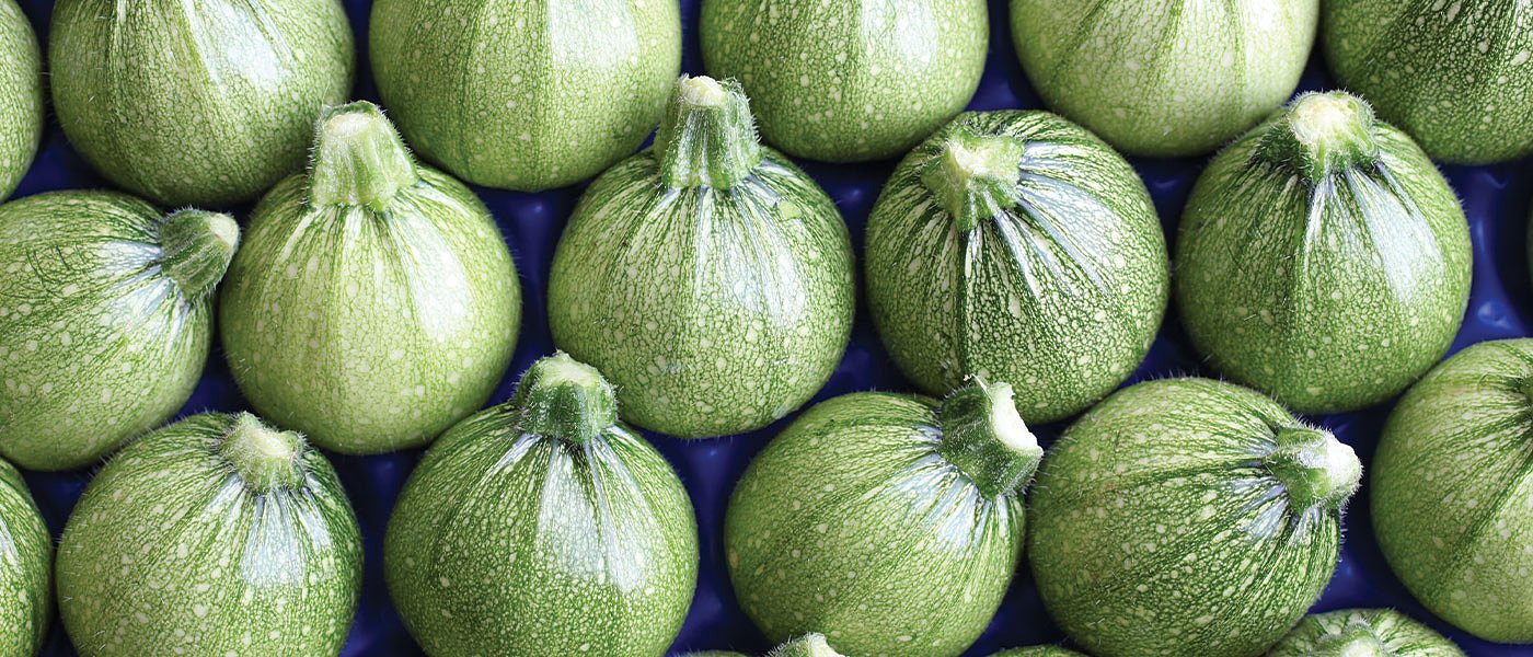 Η ανοχή σε ασθένειες σημαντική παράμετρος για την καλλιέργεια κολοκυθιού