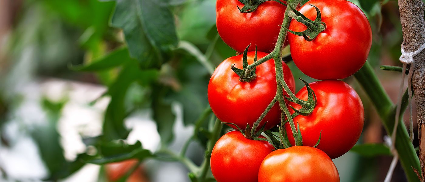 Στροφή σε κηπευτικά και δενδρώδεις λένε οι Ολλανδοί, εργάτες θα έρθουν από Ουκρανία