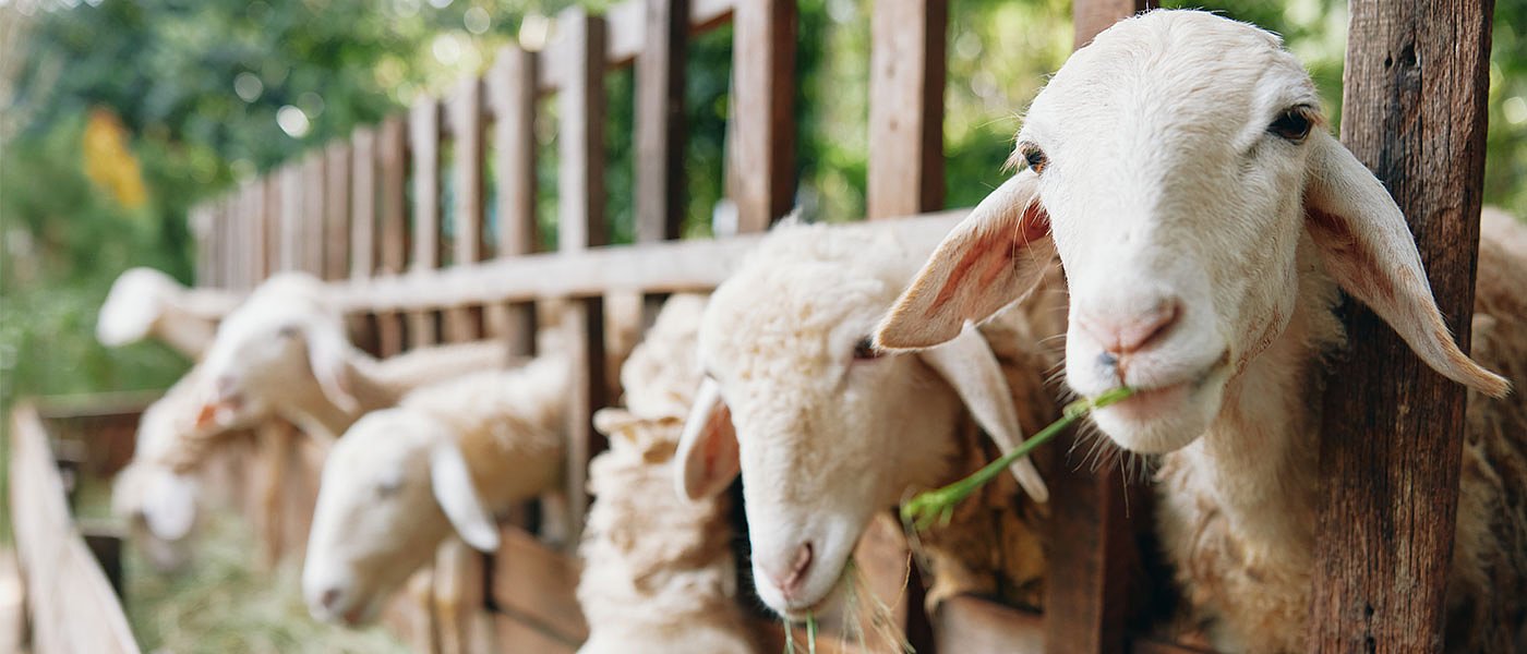 Απλήρωτοι για όλα οι κτηνοτρόφοι, λένε ότι τους εξαπάτησε τόσα χρόνια ο ΟΠΕΚΕΠΕ