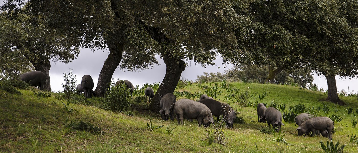 Στον αέρα το νέο πρόγραμμα των αυτόχθονων φυλών, σε απόγνωση οι κτηνοτρόφοι