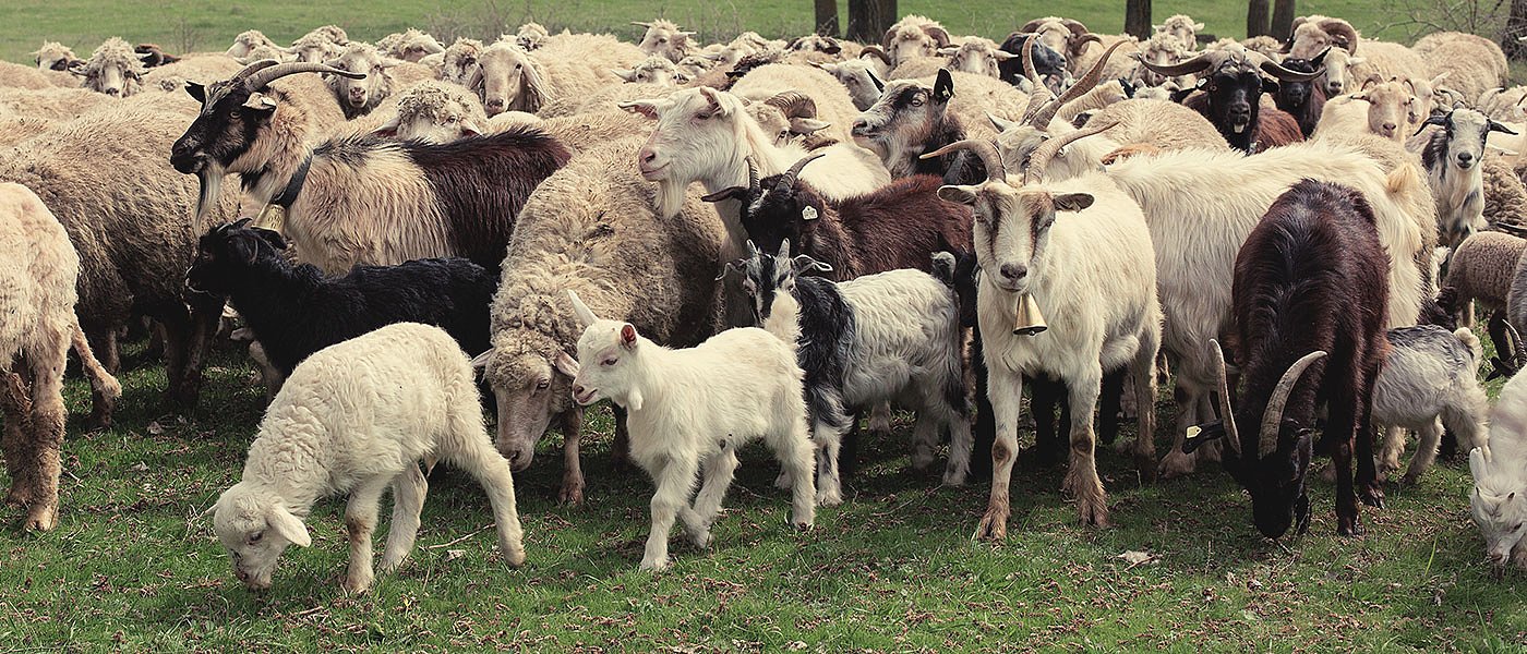 Κρούσματα φυματίωσης αιγοπροβάτων στην Πελοπόννησο, ανάγκη αύξησης ελέγχων