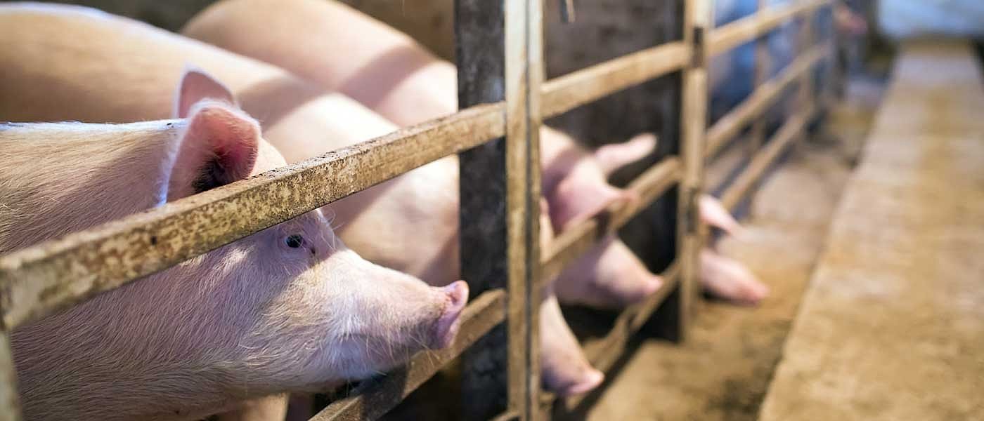 Σε καλά επίπεδα παραμένουν οι τιμές παραγωγού στο χοιρινό σε Ελλάδα και ΕΕ