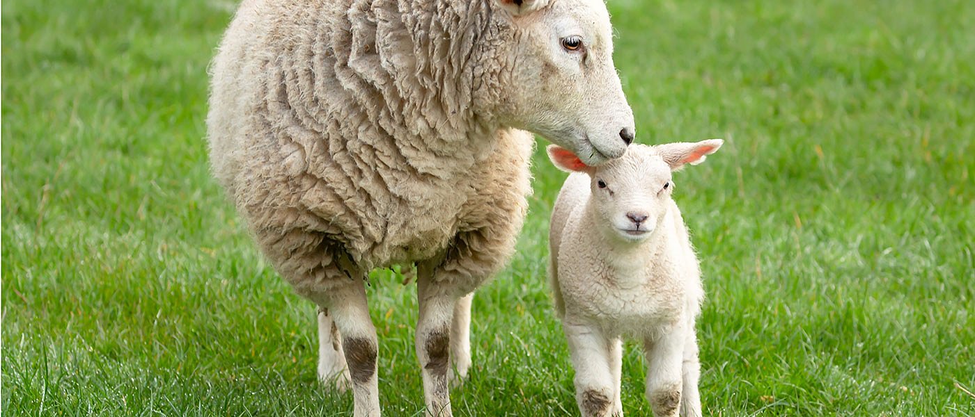 Με καλή ζήτηση και τιμές έφυγαν για εξαγωγή τα ελληνικά αμνοερίφια το Καθολικό Πάσχα