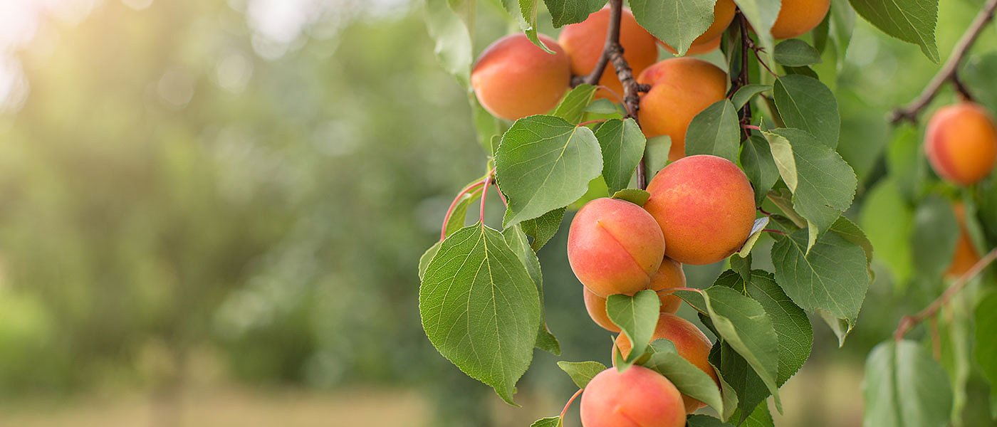 Πέμπτη το τρίτο πακέτο αποζημιώσεων ΕΛΓΑ, κινητοποιήσεις ξεκινούν παγετόπληκτοι