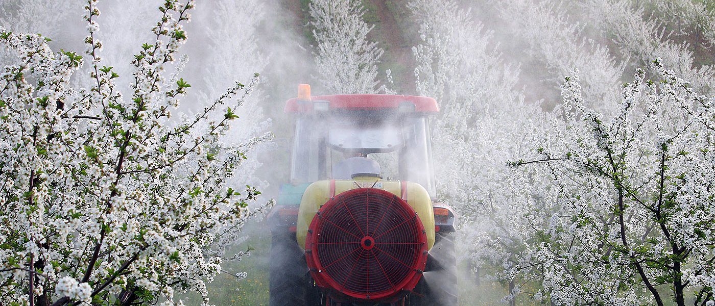 Κεράσια: Αυξάνει το κόστος φυτοπροστασίας, μετά τις εκλογές νέο αίτημα στήριξης