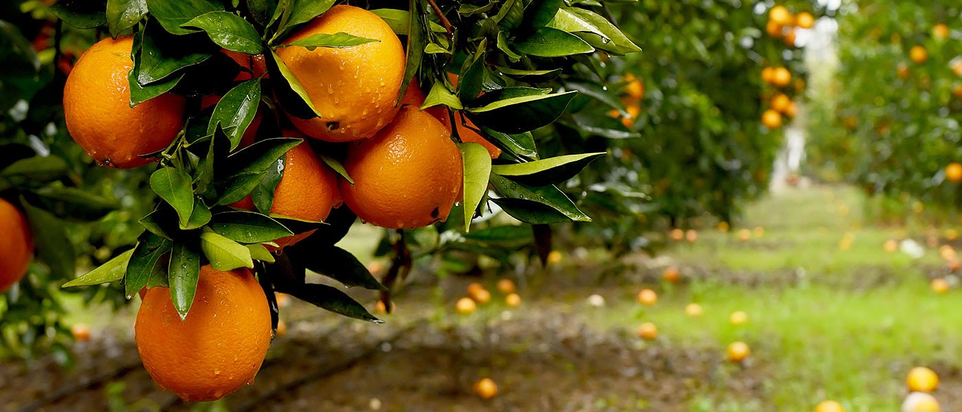 Να περιορίσει τις εξαγωγές εσπεριδοειδών σκέπτεται η Τουρκία