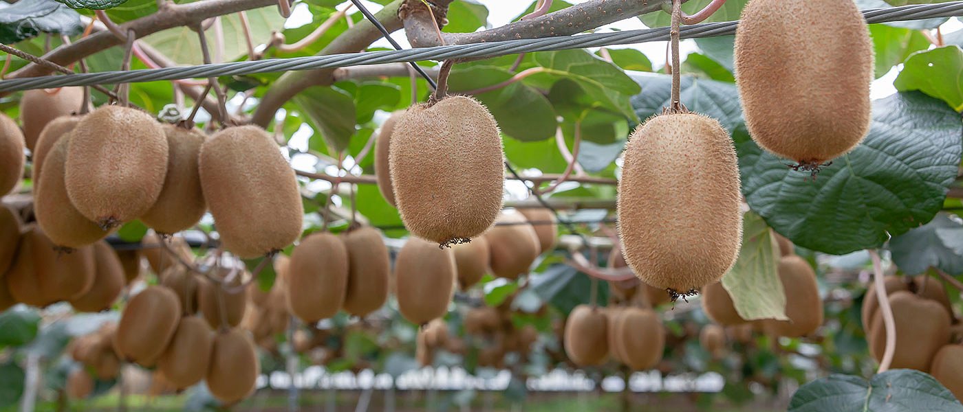 Βασικά σημεία στο χειμερινό κλάδεμα ακτινιδιάς, αυξημένες φέτος οι εξαγωγές ακτινιδίων