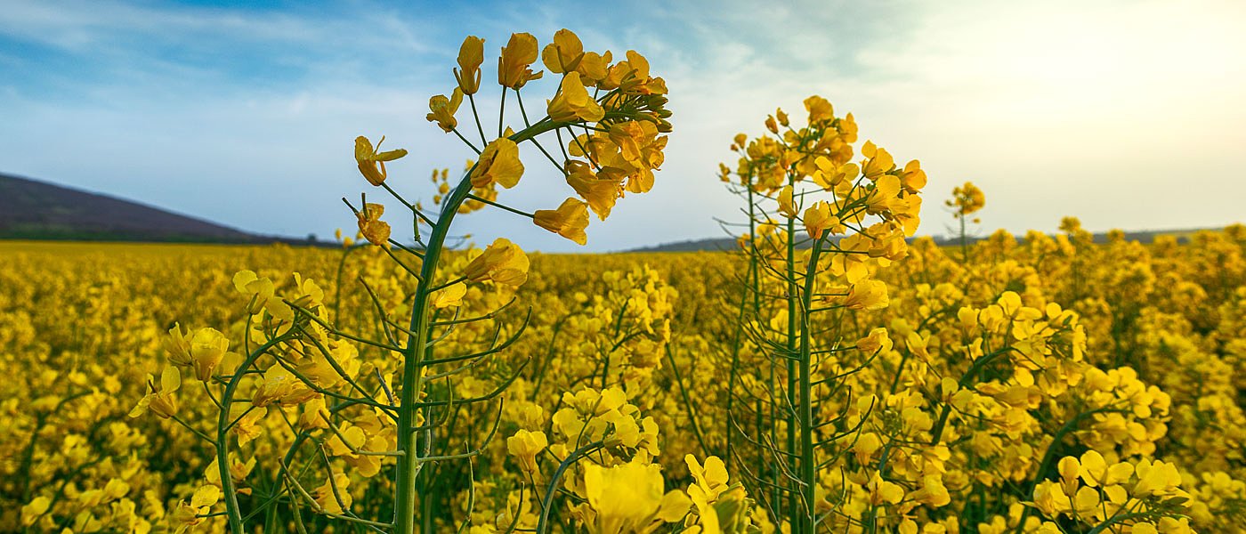 Βάσεις για περισσότερες εκτάσεις στην Ελλάδα έβαλε η ελαιοκράμβη το 2018