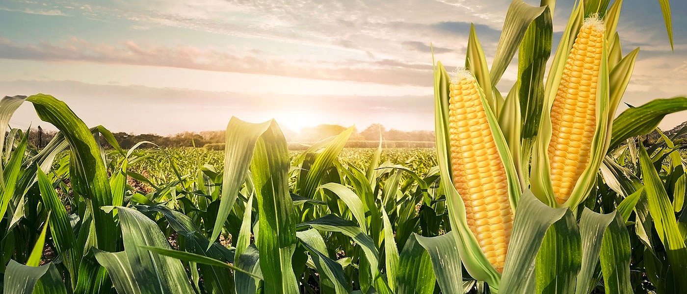 Καλαμπόκι: Μειωμένες αποδόσεις σε Ρουμανία - Ουκρανία, τι τιμή έδωσε διεθνής διαγωνισμός