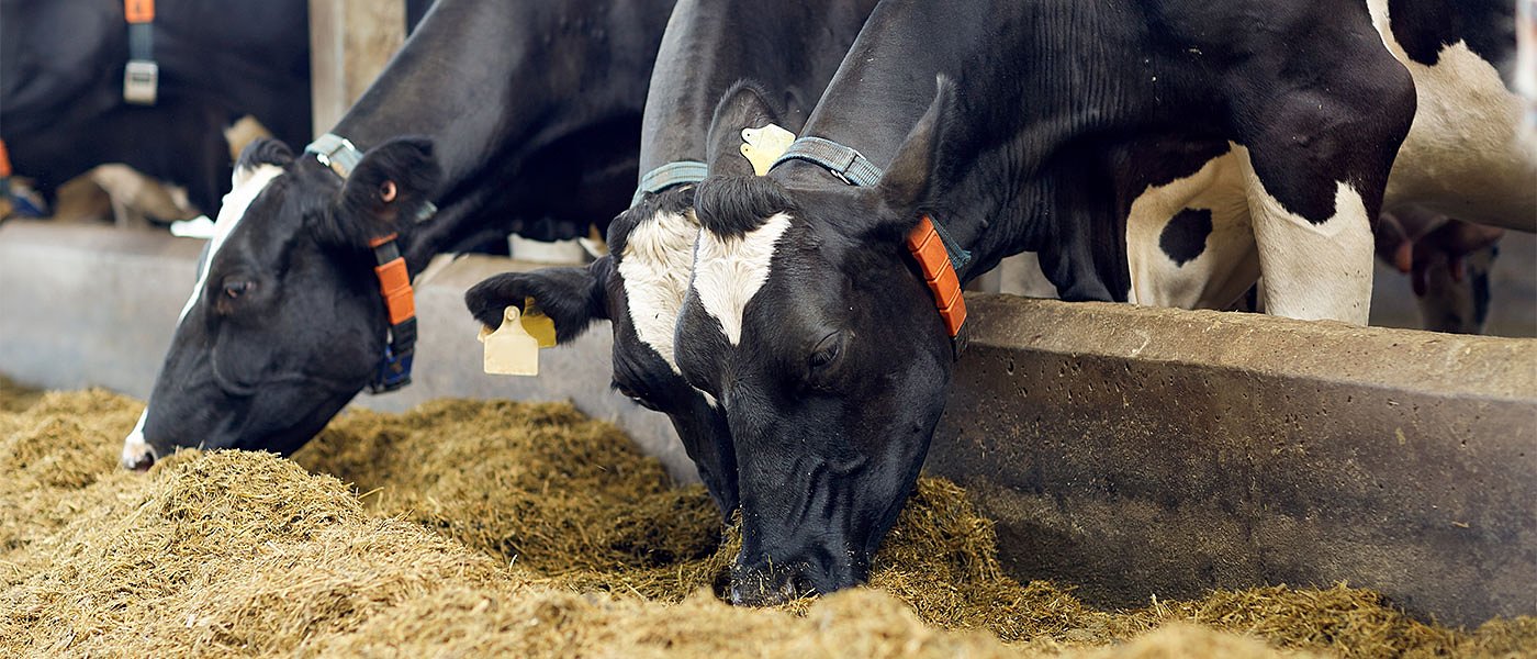 Νέα... φίλτρα στην ενίσχυση για τις ζωοτροφές βάζει το ΥπΑΑΤ