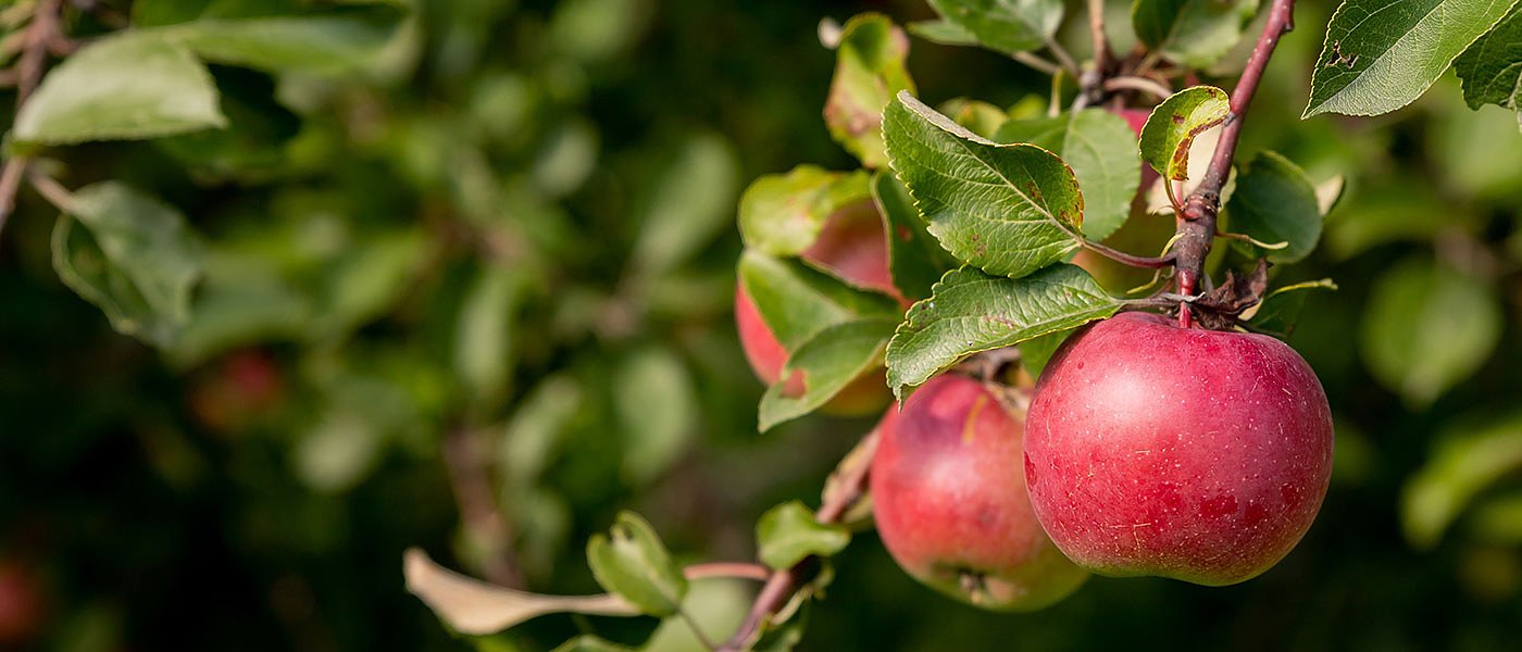 Εργατικά και ενέργεια πρόβλημα στα μήλα, σε κίνδυνο ανταγωνιστικότητα του κλάδου