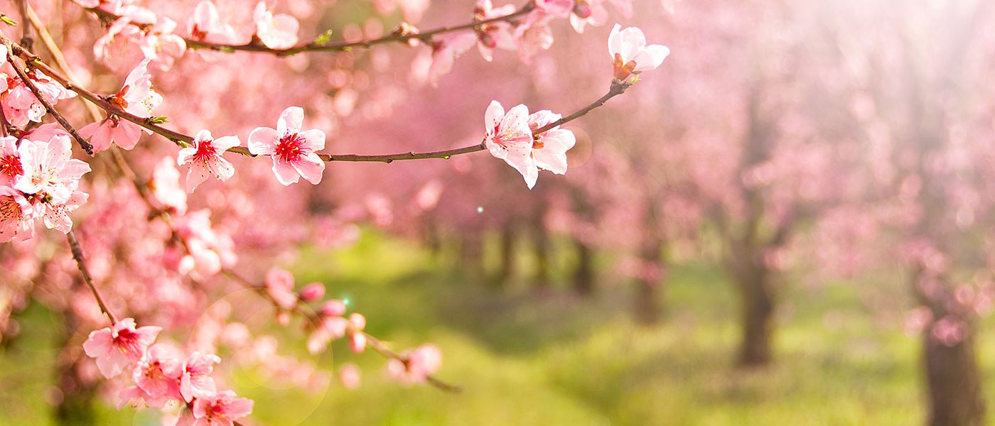 Οι παραγωγοί νεκταρινιών πρέπει να προσέχουν τους θρίπες