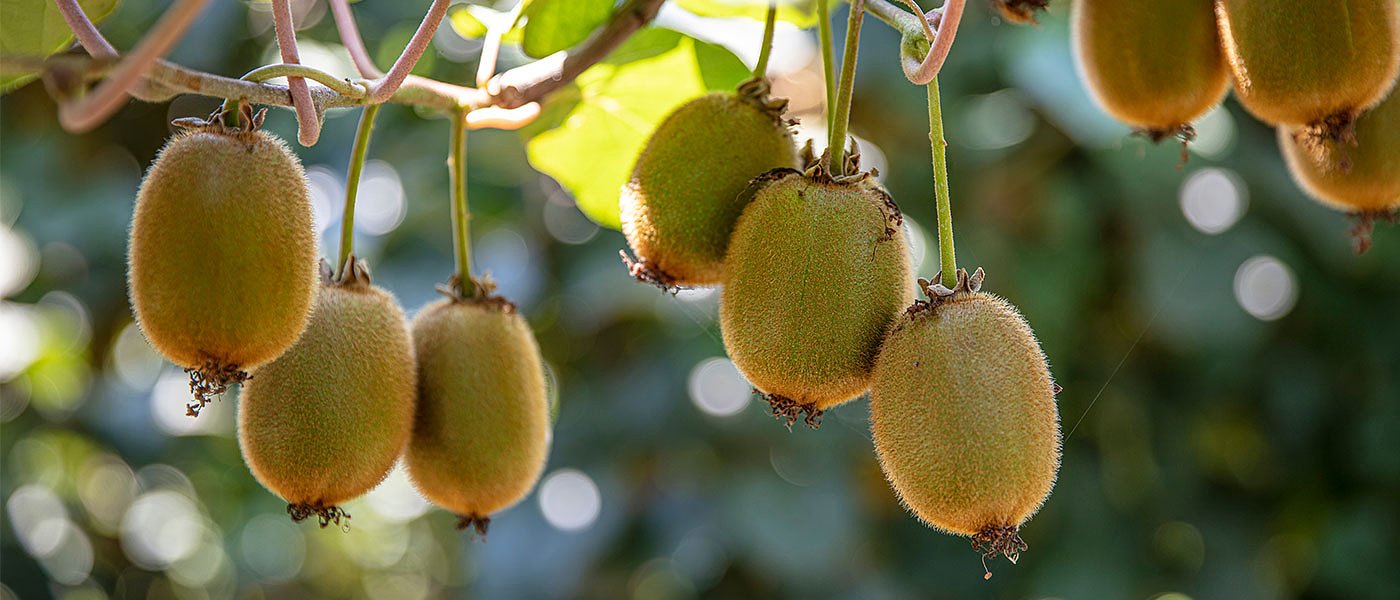 H ποιότητα φέτος στα ακτινίδια φέρνει τιμή, τι θα γίνει με έναρξη συγκομιδής Hayward;