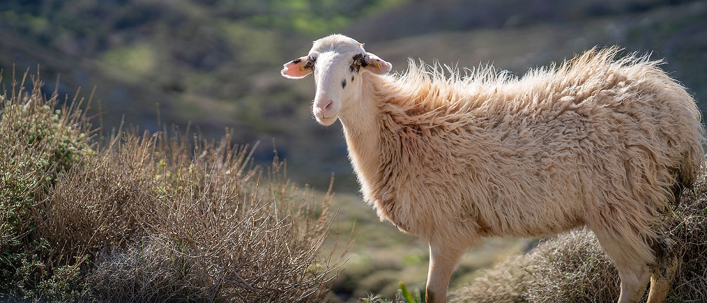 Η πανώλη έφτασε σε Δυτική Ελλάδα και Θράκη, κρίσιμες οι επόμενες ημέρες