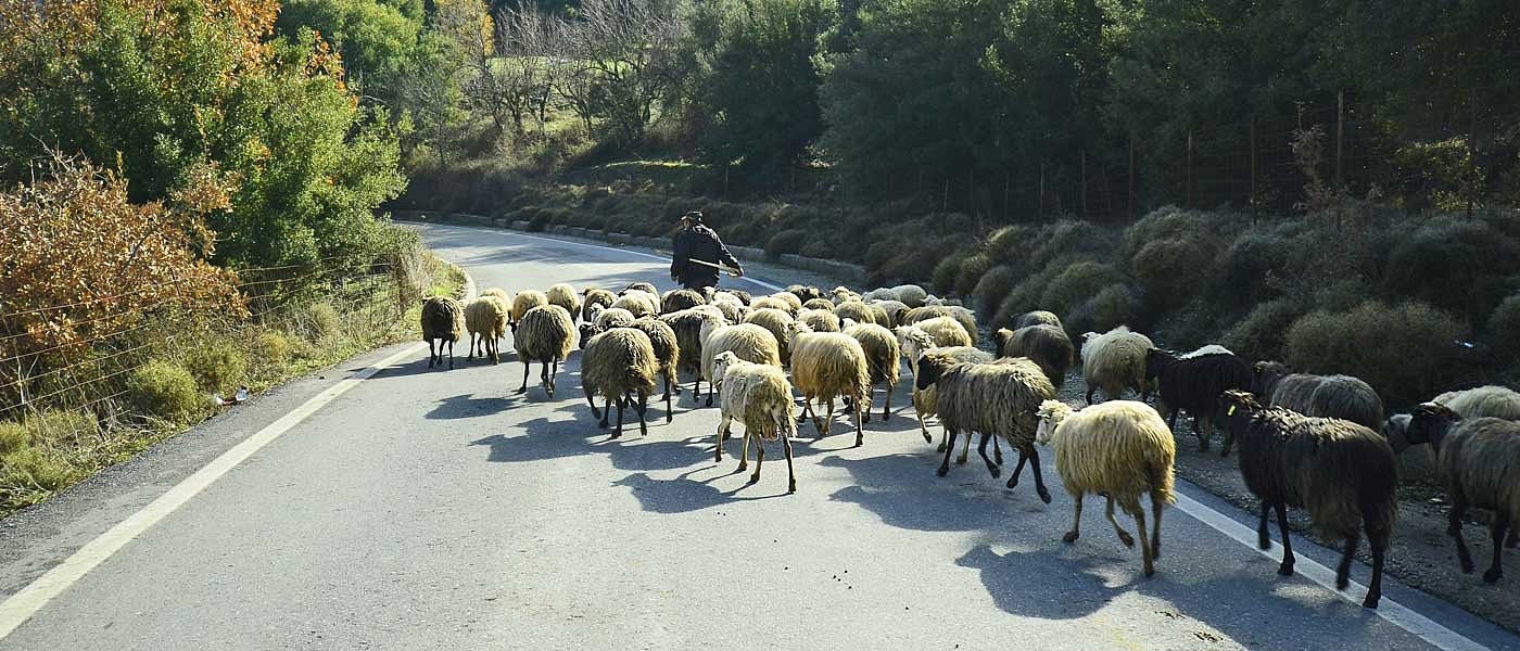 Τι χρειάζεται για να στηθεί ένα Κτηνοτροφικό Πάρκο