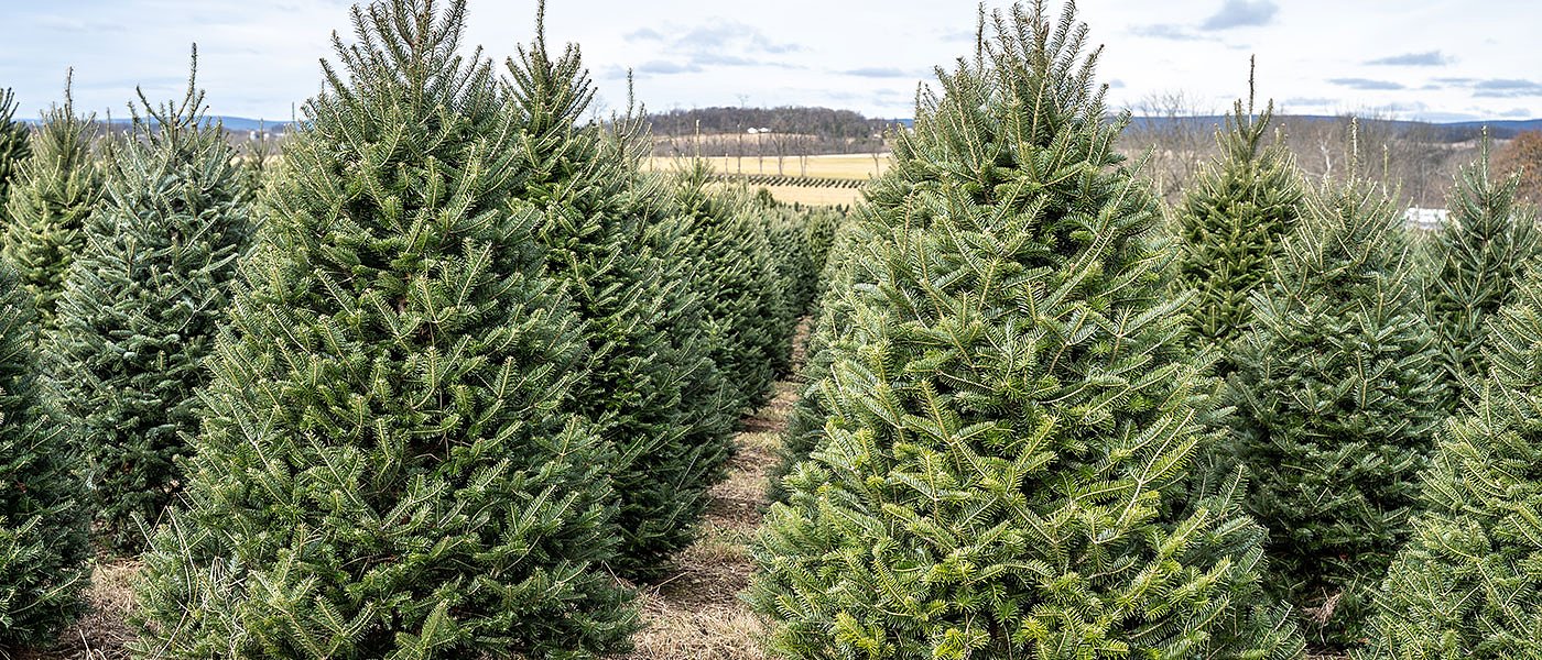 Κρατάνε στα περσινά επίπεδα τις τιμές στα έλατα αν και αυξάνει το κόστος καλλιέργειας