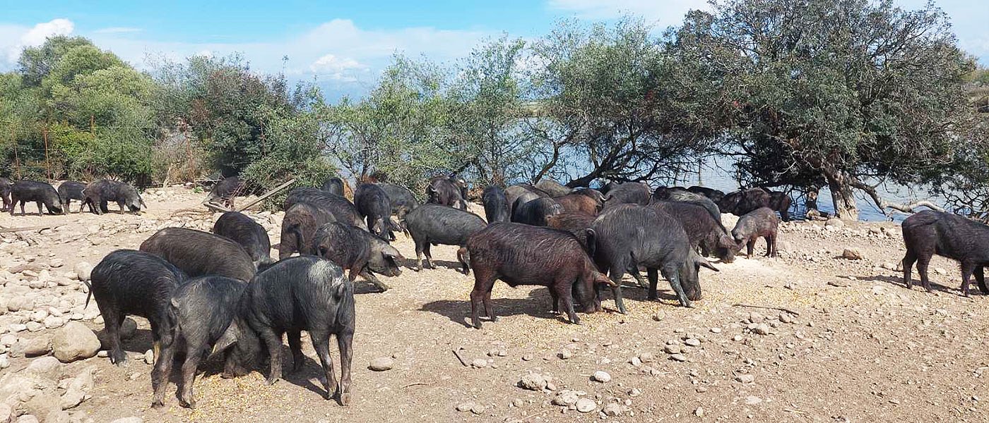 Ανάγκη για ένα πρόγραμμα ευζωίας που να αφορά τις εκτροφές μαύρου χοίρου