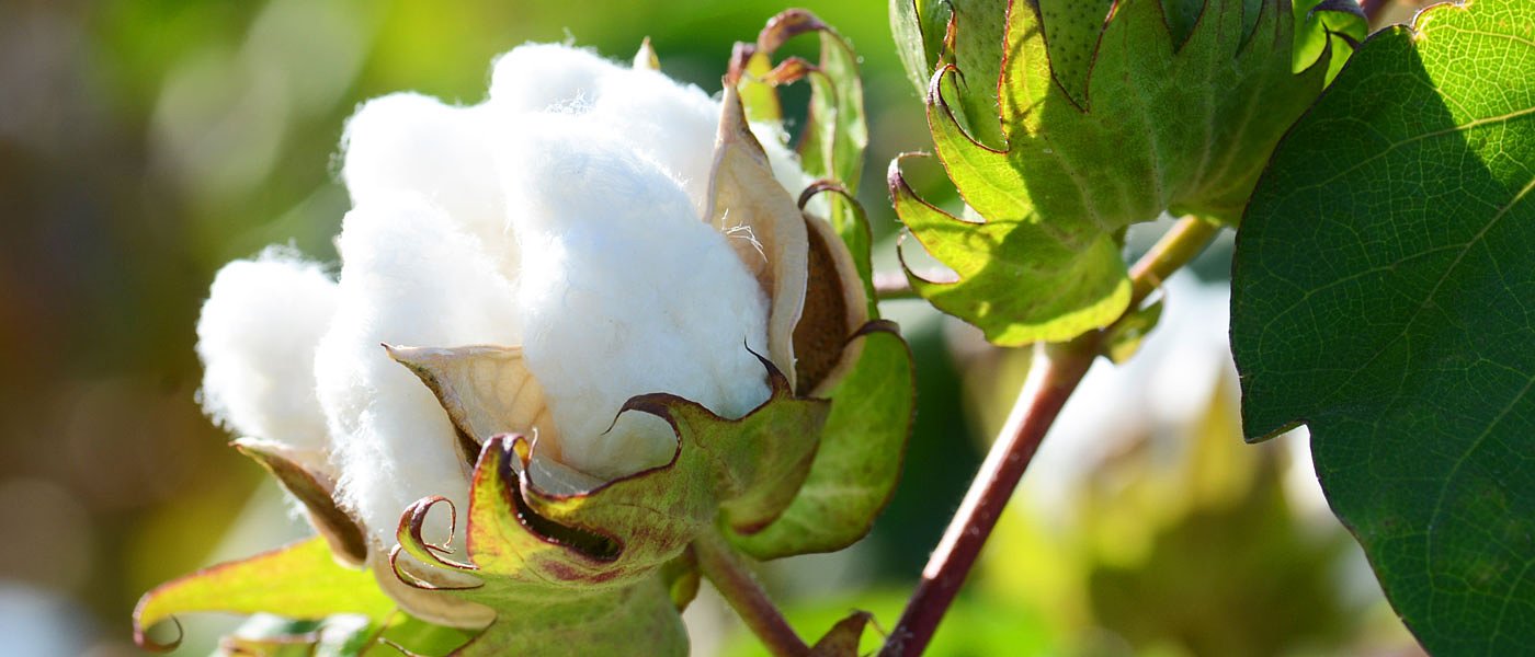 Διστακτικοί με τις προ-πωλήσεις βάμβακος οι περισσότεροι αγρότες παρά τις καλές τιμές