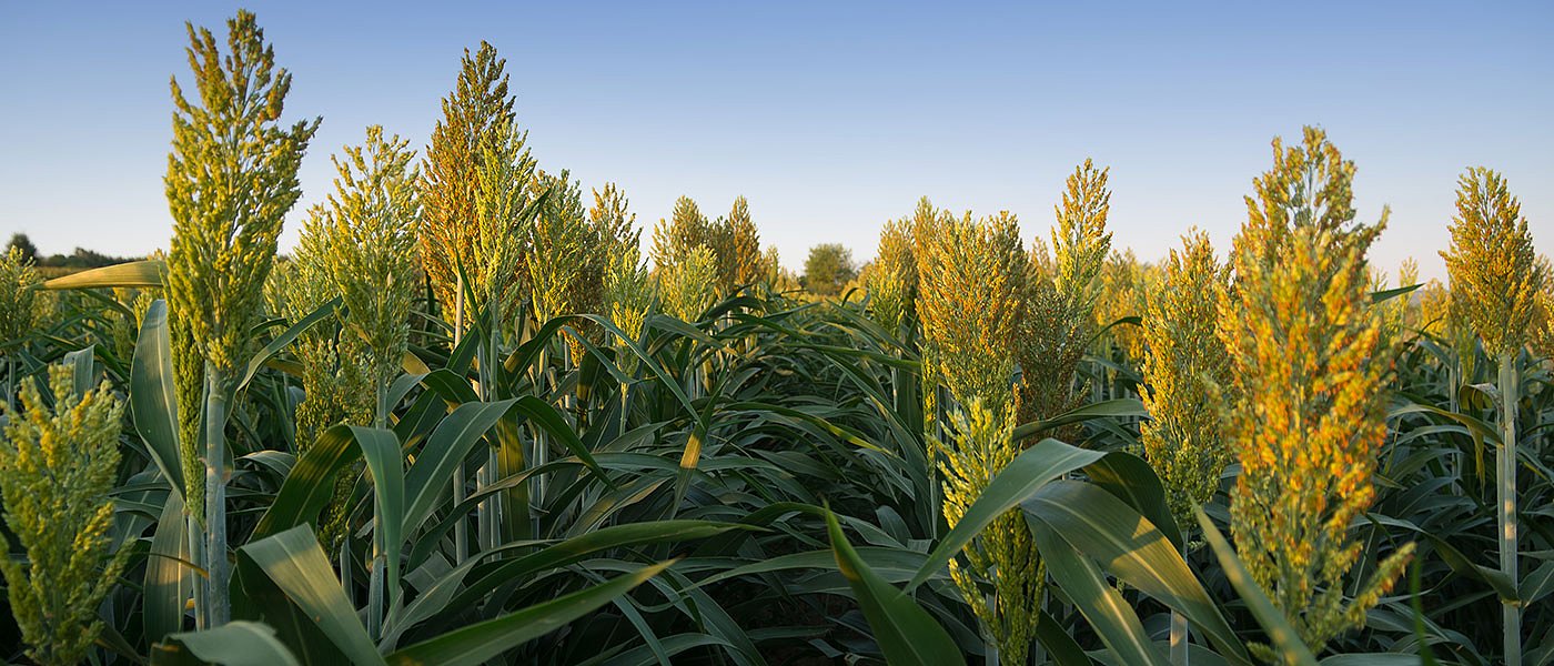 New president at the head of SORGHUM ID, the European association for sorghum