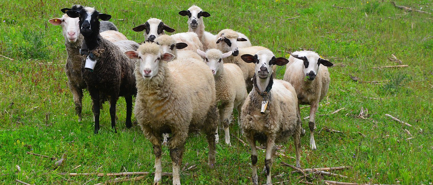 Αυξάνουν τα κρούσματα ευλογιάς των προβάτων, συμβουλές πρόληψης