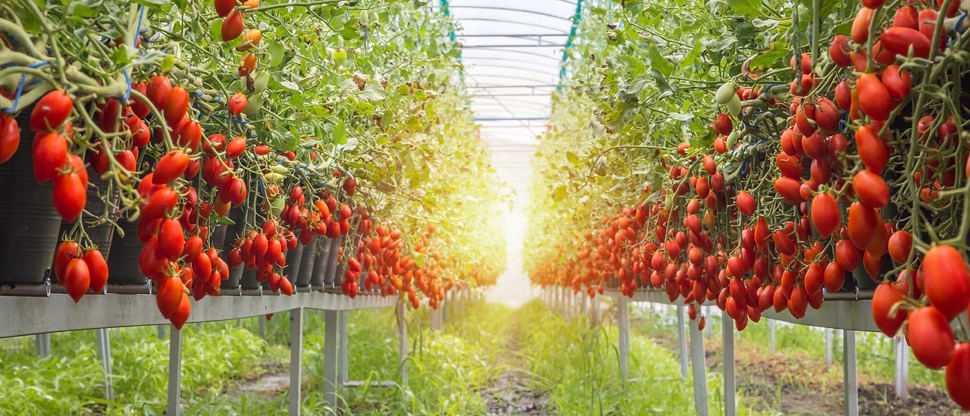 Δεν θ’ αλλάξει η δυνατότητα προαιρετικής ασφάλισης για αγρότες με θερμοκήπια