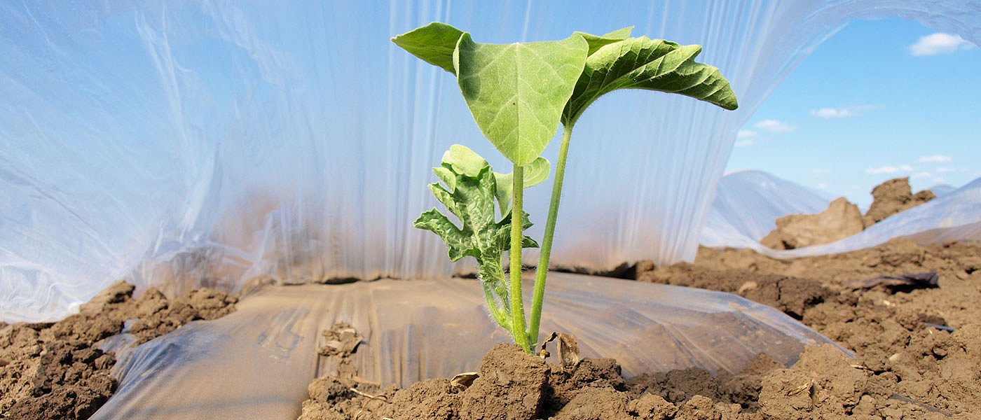 Στα τελειώματα είναι οι φυτεύσεις πρώιμων καρπουζιών, κυριαρχούν τα στρογγυλά