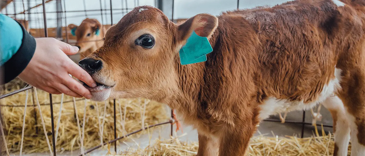 Αλλάζει η συνδεδεμένη στα βοοειδή της νέας ΚΑΠ, δικαίωση του ΑγροΤύπου
