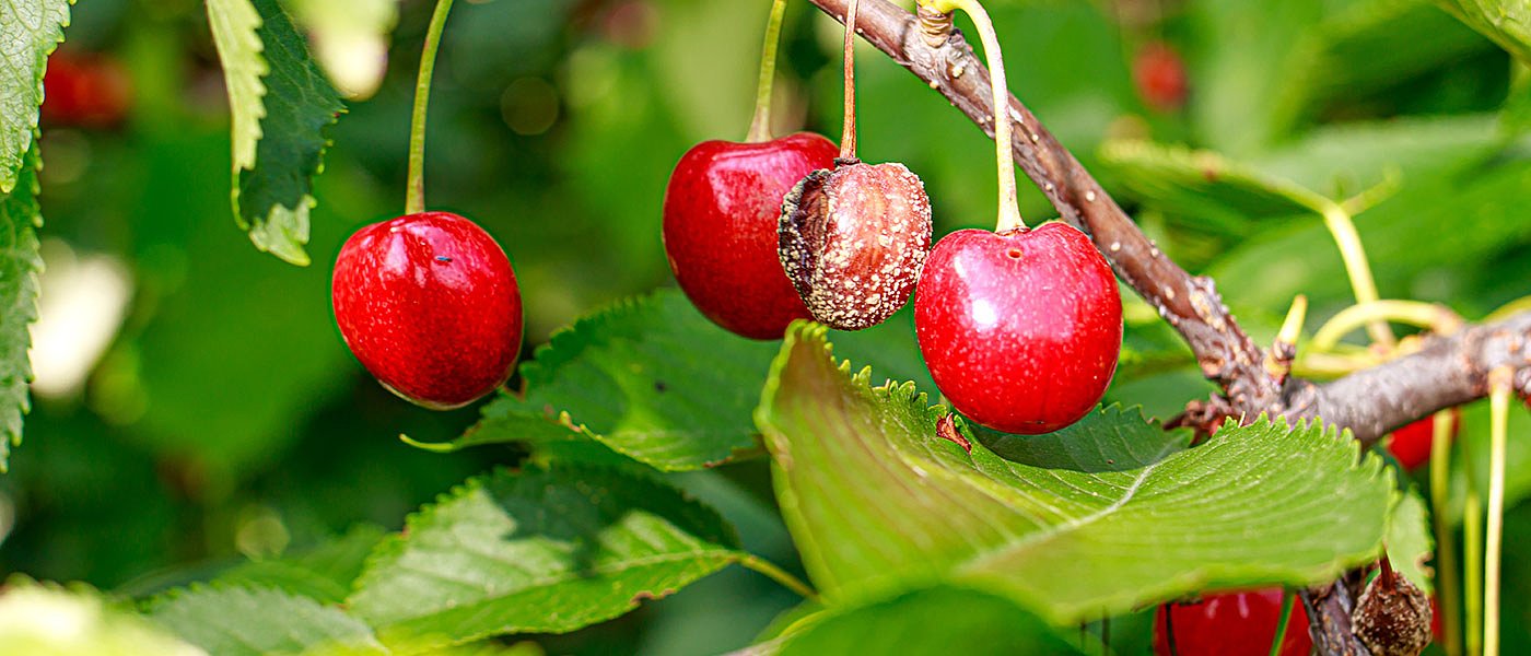 Χιλιάδες οικογένειες αγροτών δεν έχουν εισόδημα και χρειάζονται άμεσα οικονομική στήριξη