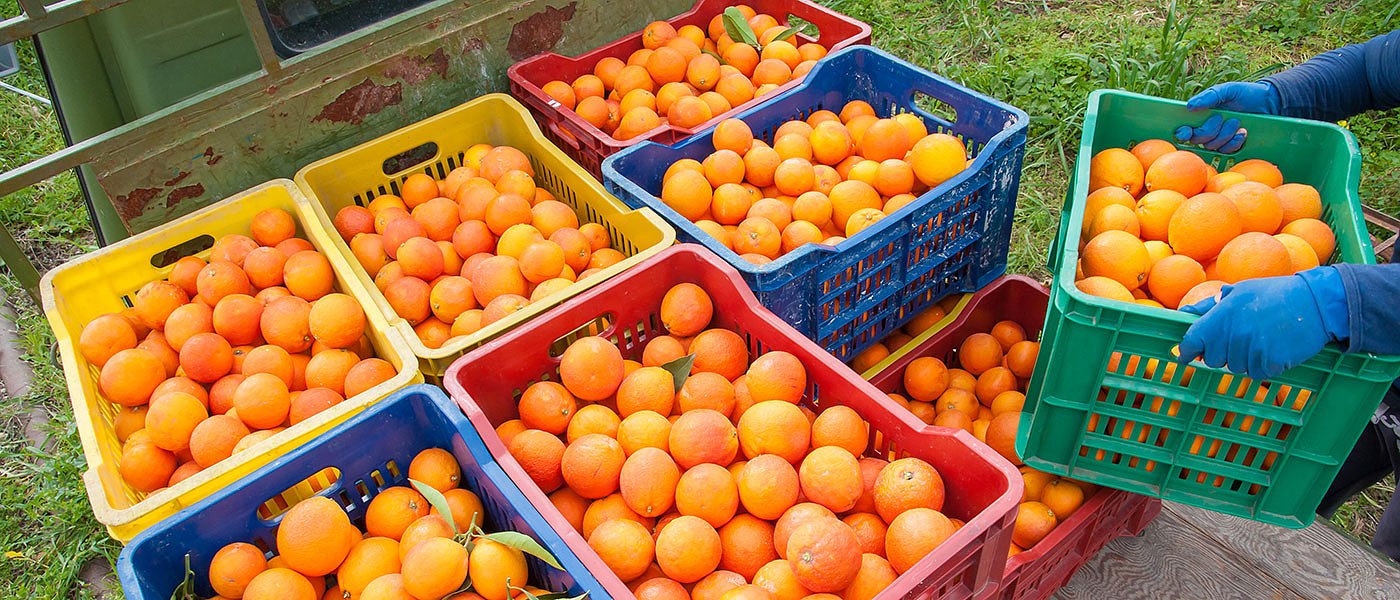Πως κινήθηκαν οι τιμές πορτοκαλιών σε Ελλάδα και ΕΕ, τι έγινε με τις εισαγωγές