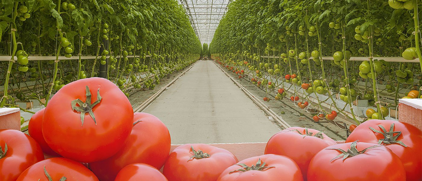 Στήριξη καλλιέργειας για να μην τρώμε εισαγόμενες ντομάτες, τι μέτρα πήρε το Μαρόκο