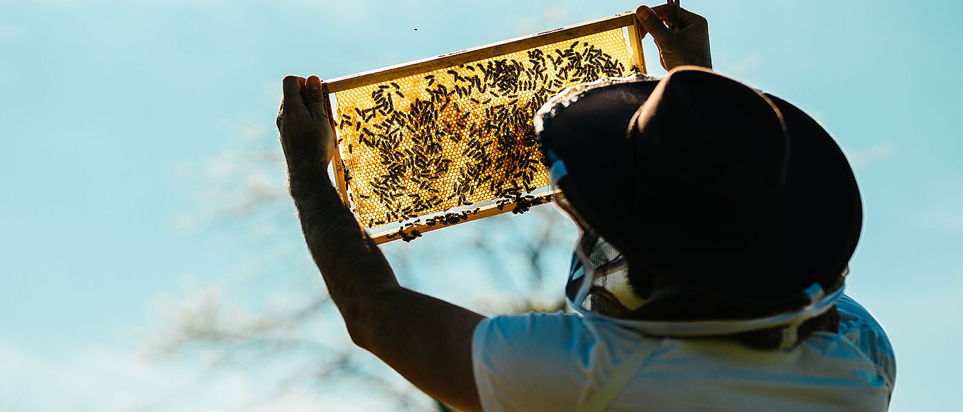 Μελισσοκομία: Άλλαξε το Μητρώο αλλά θα τροποποιηθεί ξανά, πότε πληρώνεται η ενίσχυση
