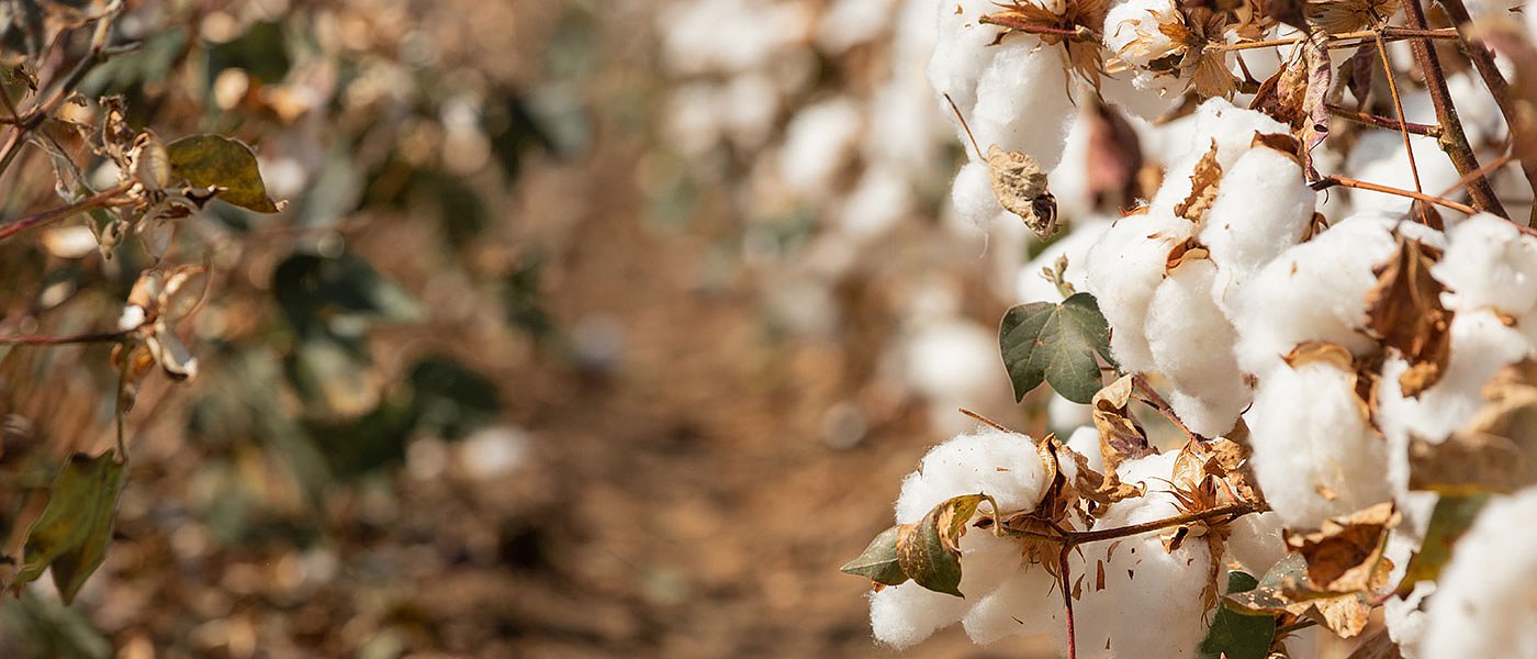 Στα 73,3 ευρώ η ενδεικτική τιμή ειδικής ενίσχυσης βάμβακος 2022, οι προϋποθέσεις
