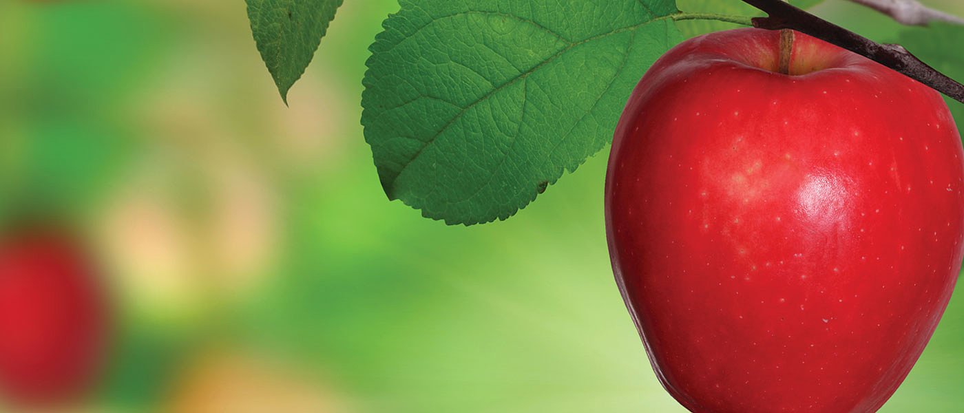 Κρίσιμη συνάντηση ΕΕ με Αίγυπτο για εξαγωγές από Νοέμβριο απόφαση στήριξης μηλοπαραγωγών