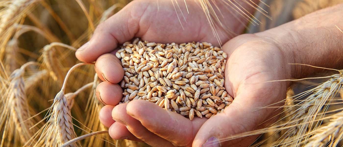 Με δυναμική για όλο το 2020 το σκληρό σιτάρι, λέει έκθεση του Ismea