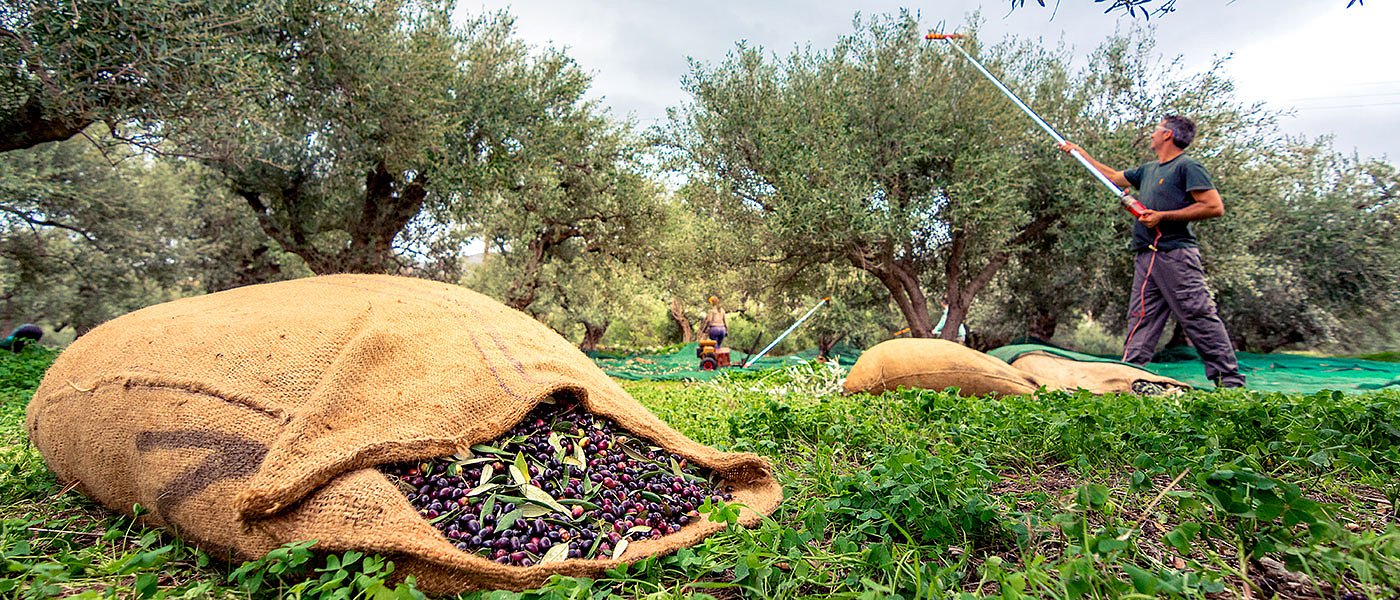 Ενέργεια, εφόδια, μεροκάματα, ξηρασία βγάζουν από το... χωράφι τους ελαιοπαραγωγούς