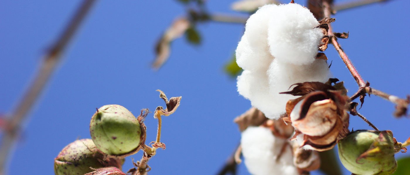 Στον αέρα η κορονοενίσχυση βάμβακος, δεν δεσμεύτηκε για άμεση πληρωμή ο Λιβανός