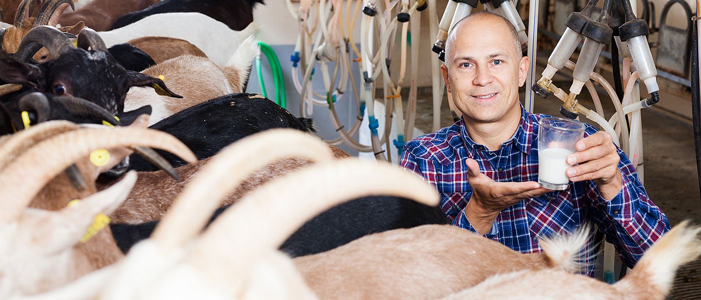 Σε στενωπό η παραγωγή αιγοπρόβειου γάλακτος, μείωση αποδόσεων γράφουν οι μονάδες