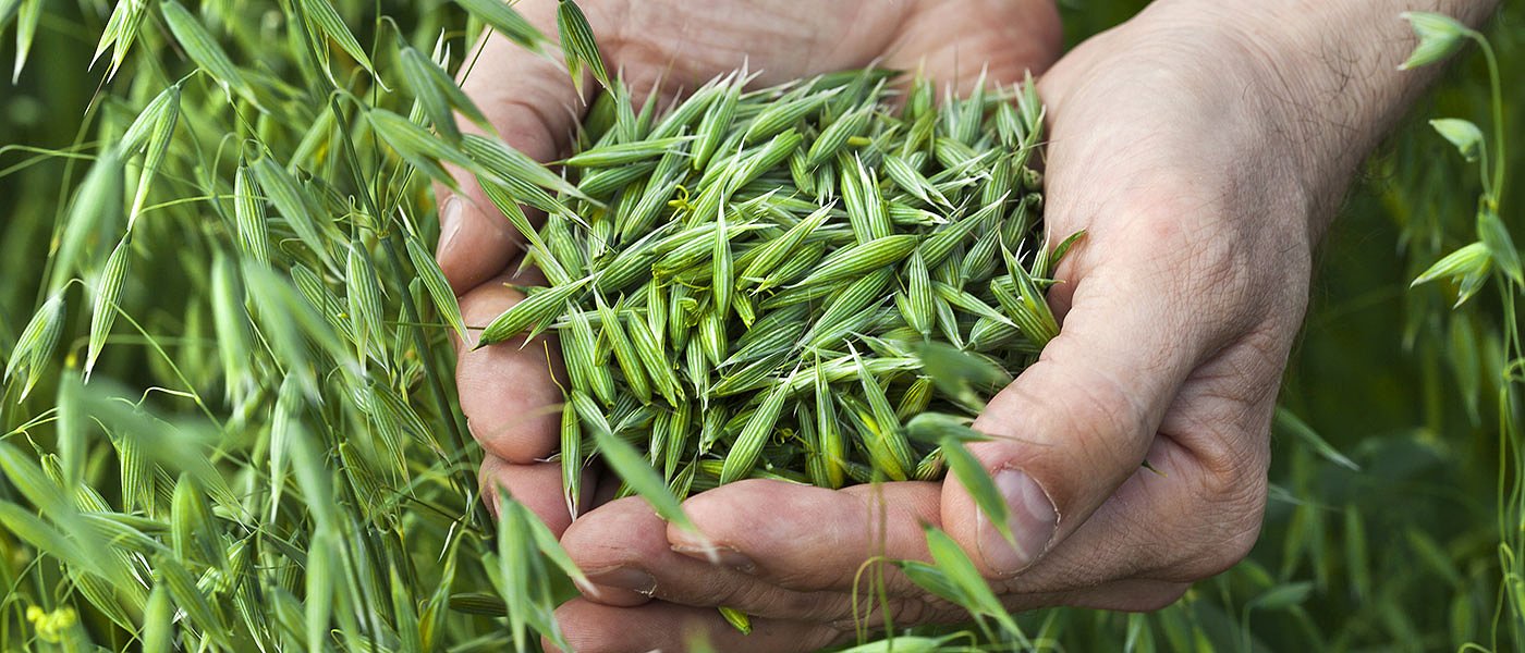 Με καλές αποδόσεις το πρώτο μαχαίρι στη βρώμη, πώς κινούνται οι τιμές