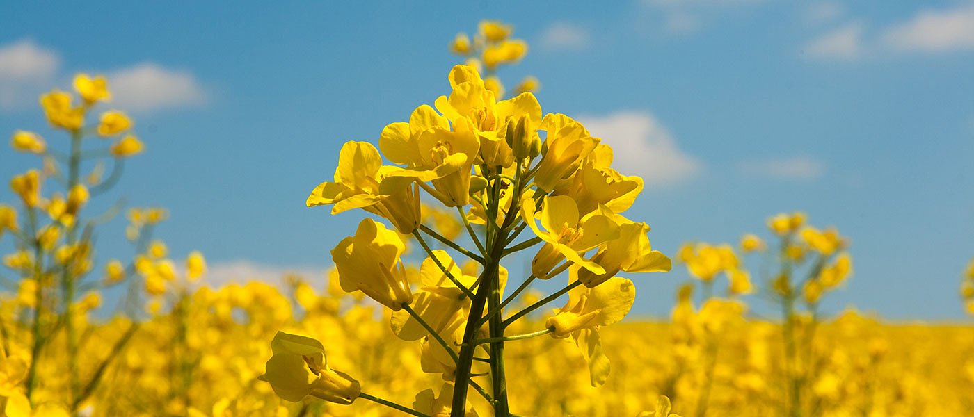 Ελαιοκράμβη: Καθοδικές οι τάσεις της φετινής χρονιάς