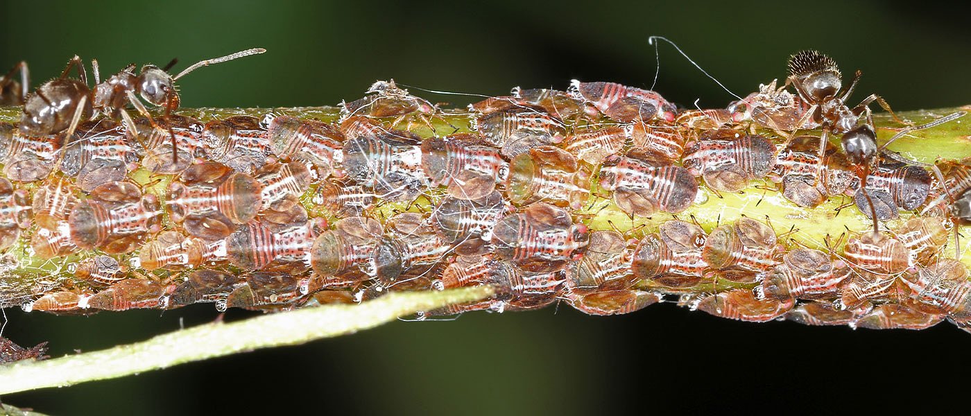 Ψύλλα της αχλαδιάς: Η δράση του εντόμου στην Νότια Ελλάδα