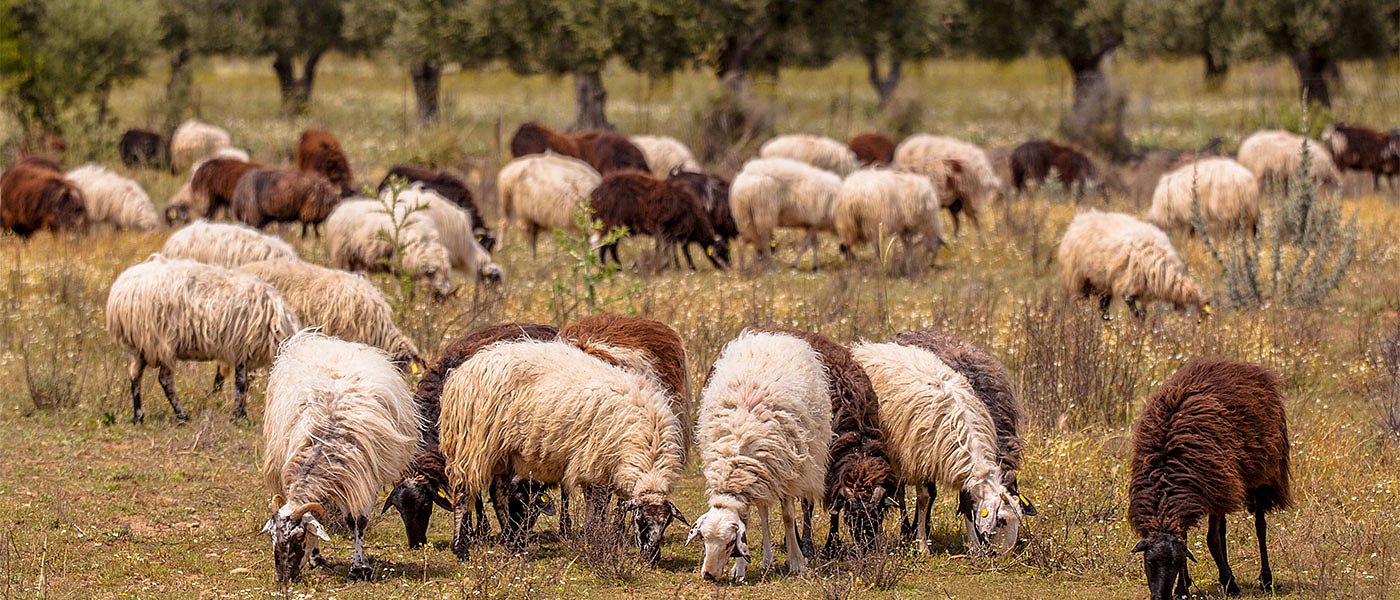 Να σταματήσουν οι εκβιασμοί με τις τιμές στο γάλα ζητούν οι κτηνοτρόφοι