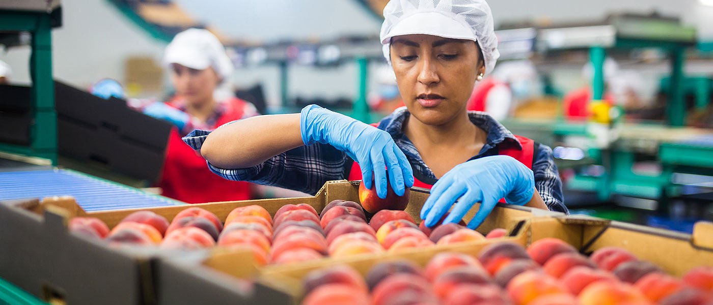 Ζημιές σε ροδάκινα - νεκταρίνια λόγω βροχοπτώσεων, μεγάλη μείωση τιμής παραγωγού