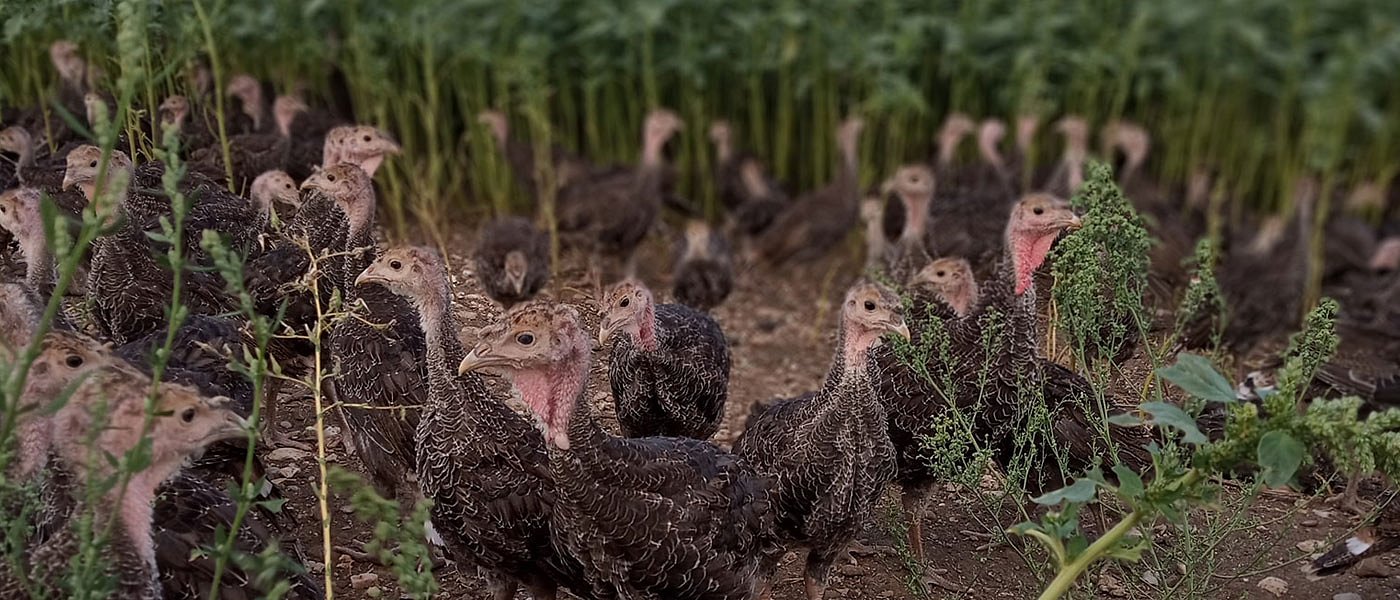 Στήριξη ΥπΑΑΤ και επιδοτήσεις από ΚΑΠ ζητούν οι εκτροφείς γαλοπούλας ελευθέρας βοσκής