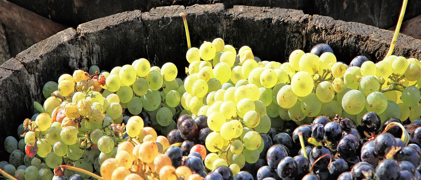 Γ. Βογιατζής: Να απορροφηθεί όλη η φετινή παραγωγή σταφυλιών σε καλές τιμές