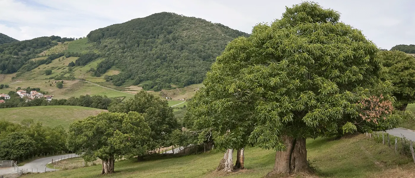 Τέλος οι δασικοί χάρτες που βασίζονται σε παρωχημένες αεροφωτογραφίες