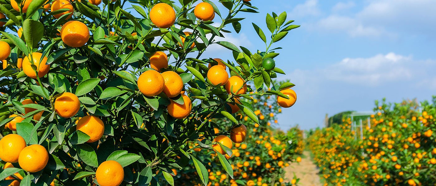 60 εκ. ευρώ στο «Κομφούζιο» του ΠΑΑ, με νέες καλλιέργειες και εντομολογικούς στόχους