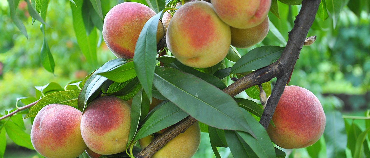 Συμπύρηνο: Με ανοικτή τιμή μην περιμένεις προκοπή, τι τιμές θέλει να δώσει η βιομηχανία